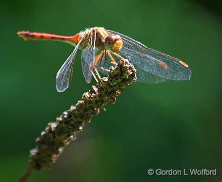 Dragonfly_54279.jpg - Photographed at Baxter Conservation Area near Kars, Ontario, Canada.